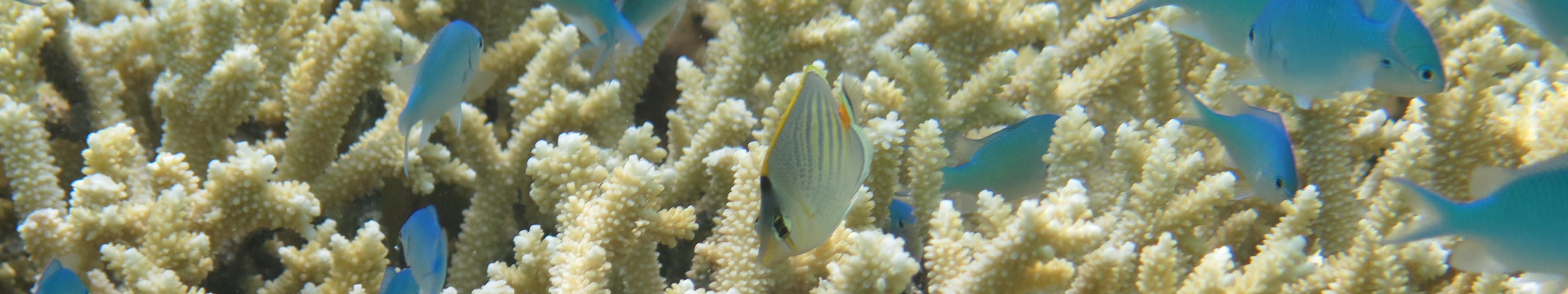 Acro Poisson